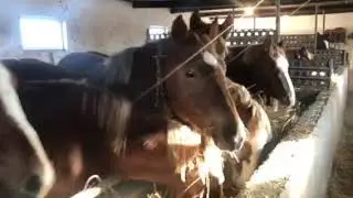 Продам лошата ваговози з дикументами звоніть на цей номер 0972686152