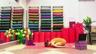 sensual stretch routine, Yoga in Pantyhose, Dexy’s Sofa Refresh