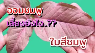 ออมชมพู เลี้ยงยังไงให้ได้ใบสีชมพู..?? ชมพู๊ชมพู