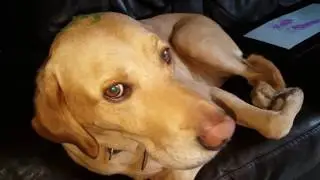 Chester painting on Barney the Labrador