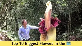 Top 10 Biggest Flowers in the World