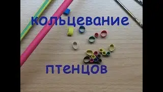 Кольцевание птенцов канарейки.