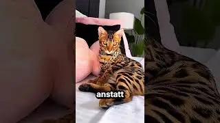 Das ist die seltenste Katze der Welt 🐱 🌍