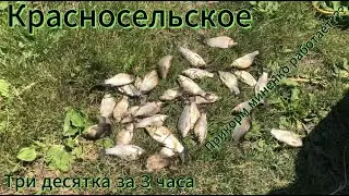 Рыбалка в Красносельском. Река Кочеты. Три десятка за 3 часа!