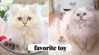 Cute kitten playing with favorite toy | What do cats like to play?