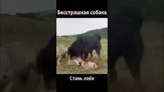 Собака побеждает волчью стаю