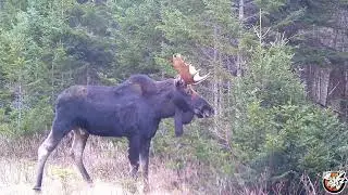 Moose Activity Post Rut - Trail Camera Videos #moose #trailcam #trailcamera #wildlifeanimals