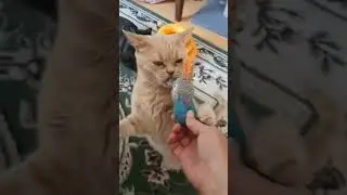 #catlover житейскач мудрость