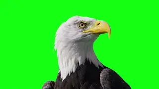 Eagle green screen