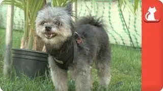 Spunky the blind dog - Tail of Hope