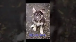 Их подбросили к приюту.