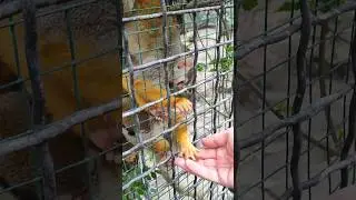 Обезьянки🔥ЧУДО🧡🧨💥😝#zoo #animals #monkey #зоопарксказка #ялта2024 #животные #обезьяна #кормимживотных