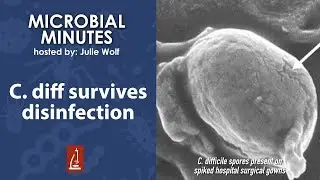 C. diff survives disinfection