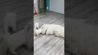 ЛЮБИМАЯ СЕМЬЯ САМОЕДОВ ❤🥰