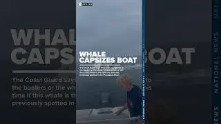 Whale capsizes boat off coast of New Hampshire