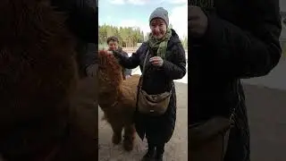 Кормлю морковкой альпаку мимишную