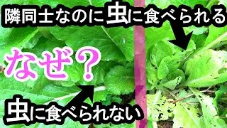 なぜ虫害に遭うのか？本当の理由