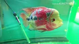 Flowerhorn fish I owned