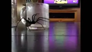 Giant Spider
