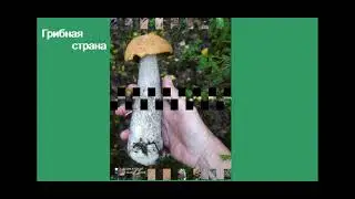 Лесные красоты