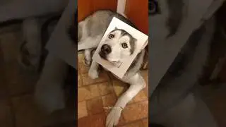 Normal dogs vs Huskies🤣🐕#shorts #dog #doglover #dogs #husky #huskydog