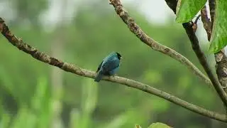 No Copyright Nature Video | Copyright Free Nature Video - NCF_HD_1080p