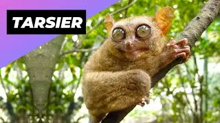 Tarsier 🐒  One Of The Cutest And Rarest Animals In The Wild 