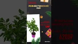 Апельсин каналикулата 