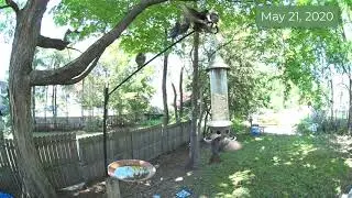 Birds May 21, 2020