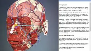 Lateral nasal artery: septal branches | Arteries of head and neck | 3D Human Anatomy | Organs