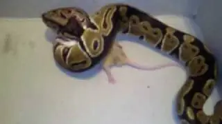ball python feeding on a mouse