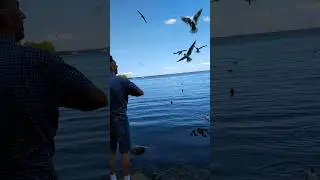Финский залив  чайки Санкт-петербург
