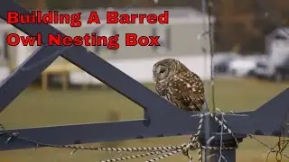 Building and Installing a Barred Owl Box: A Father-Son DIY Adventure