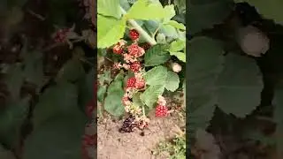 КРЫМСКОЕ ГОСТЕПРИИМСТВО. Угостили ежевикой 🍇
