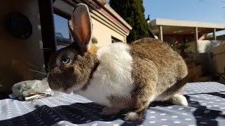 bunny can't stop licking me