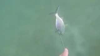 giant tuna