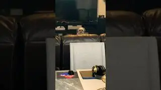 Doggo Always Watching Me #shorts #pets #dog #funny