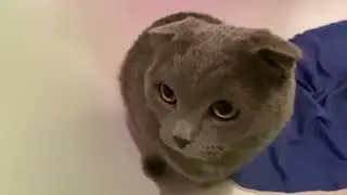 Как приучить кота мыться!?Loki🐈.Цель до НГ 1000 подписч. ВНИМАНИЕ РОЗЫГРЫШ#loki#cat#comedy#funny#кот