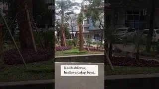 Pollux Chadstone , renovasi taman.. #shorts #shortsvideo