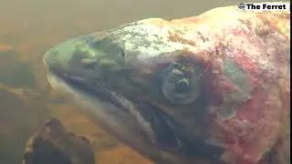 Wild salmon infested with lice in Scottish River