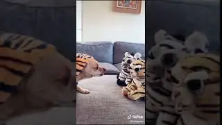 Funny Dog 40 #shorts
