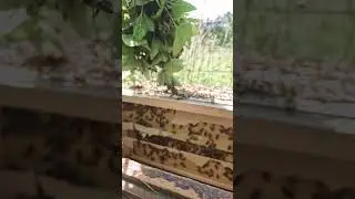 ПЧЁЛЫ