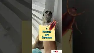 1 история про таракана #meerkat #сурикотики #cat #шпротик