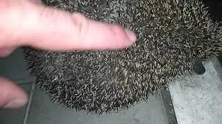 Злой Ёжик который Меня УКОЛОЛ!!!