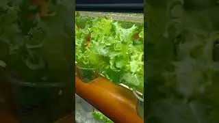 lactuca sativa of green garden (trial)