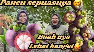 PENEN BUAH-BUAHAN DI KEBUN SEPUASNYA‼️