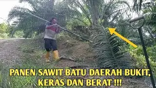 panen sawit batu di daerah berbukit, keras dan berat