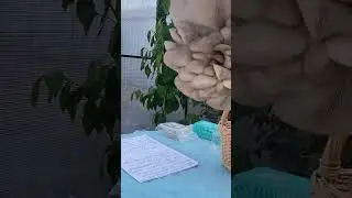 Научим выращивать вешенки в домашних условиях 😉✅