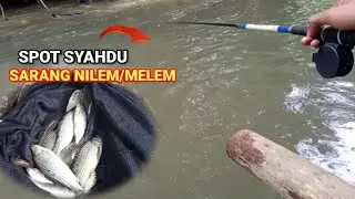 SPOT SYAHDUUU || SARANG NILEM/MELEM @PokokNyantol