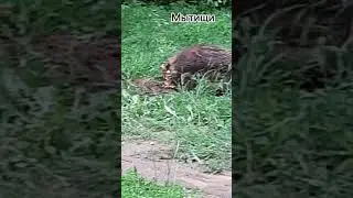 #shorts Ураган в Мытищах #3